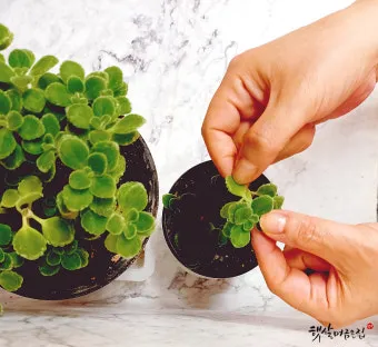 실내허브 키우기 물주기 광량관리 병해충예방 주방에서도 손쉽게_11