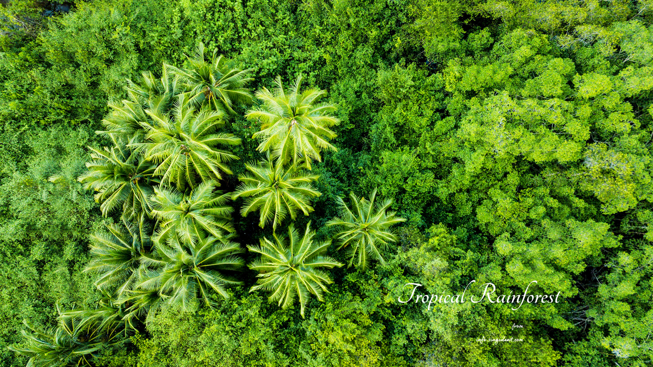 04 열대우림 항공뷰 C - Tropical Rainforest 코스타리카배경화면