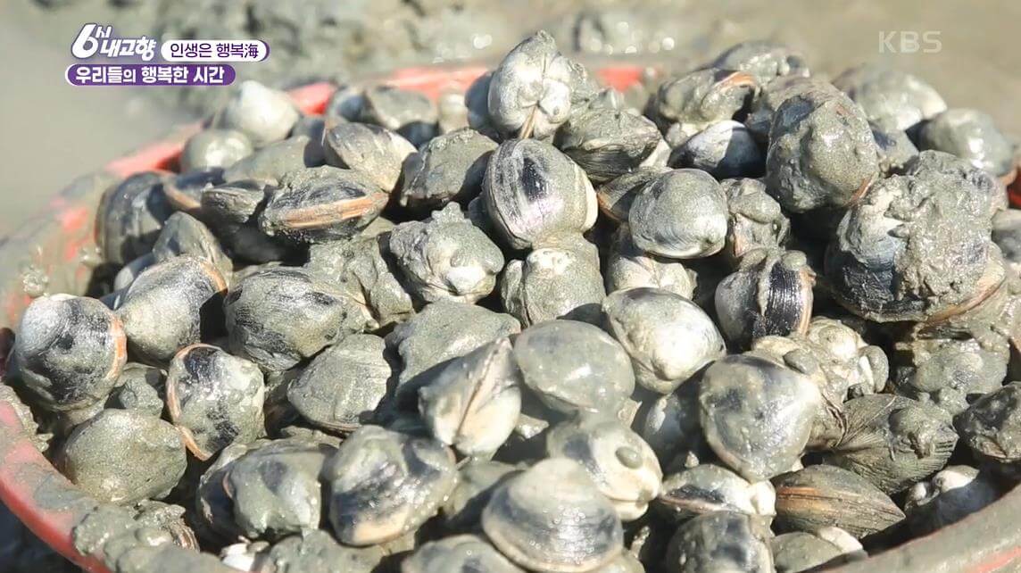 6시내고향-동죽조개