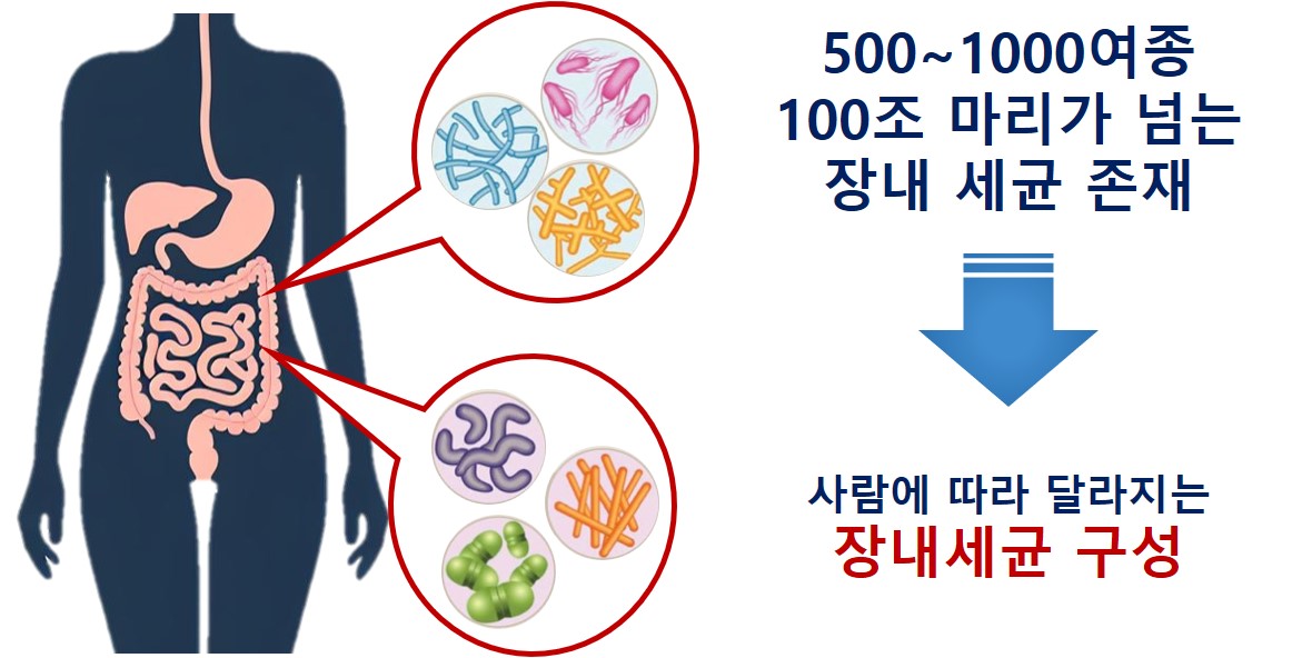 맞춤형유산균