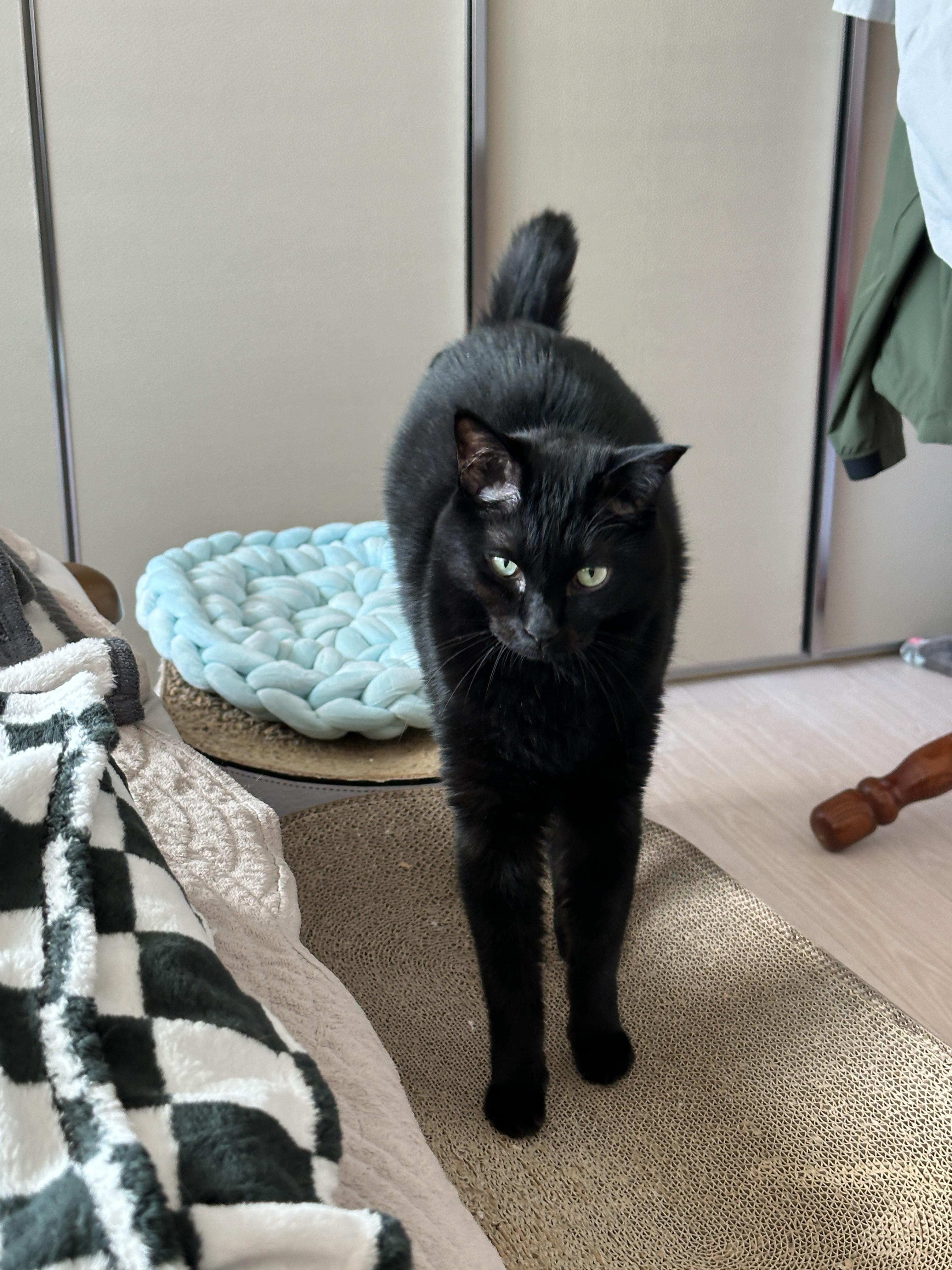 기지개켜면서_다가오는_올블랙고양이_건이_1