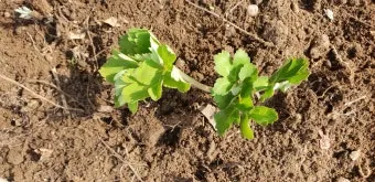 방풍나물 재배 모종 심기 바람막이 설치 생육 관리_9