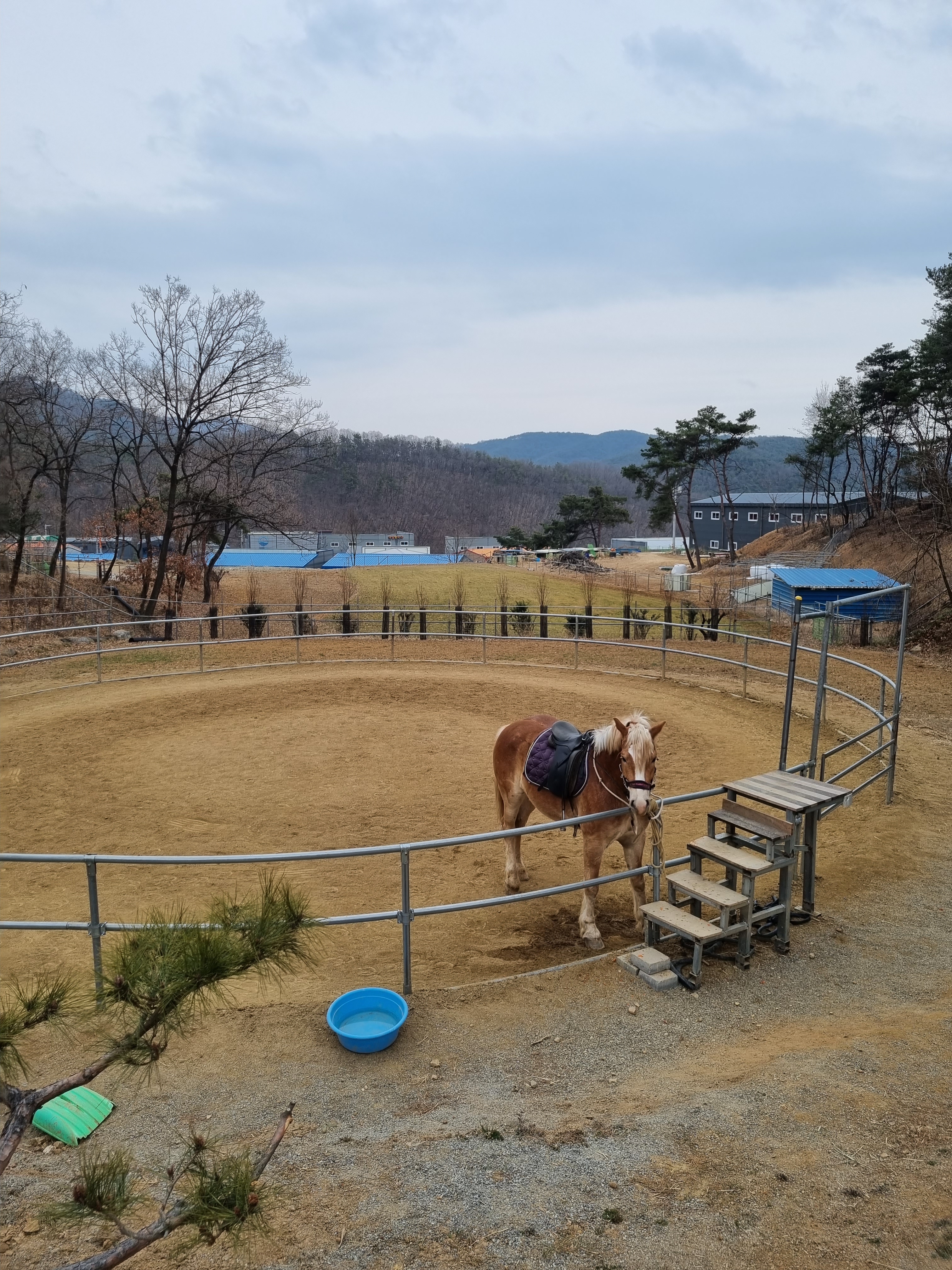 양 먹이주기 체험