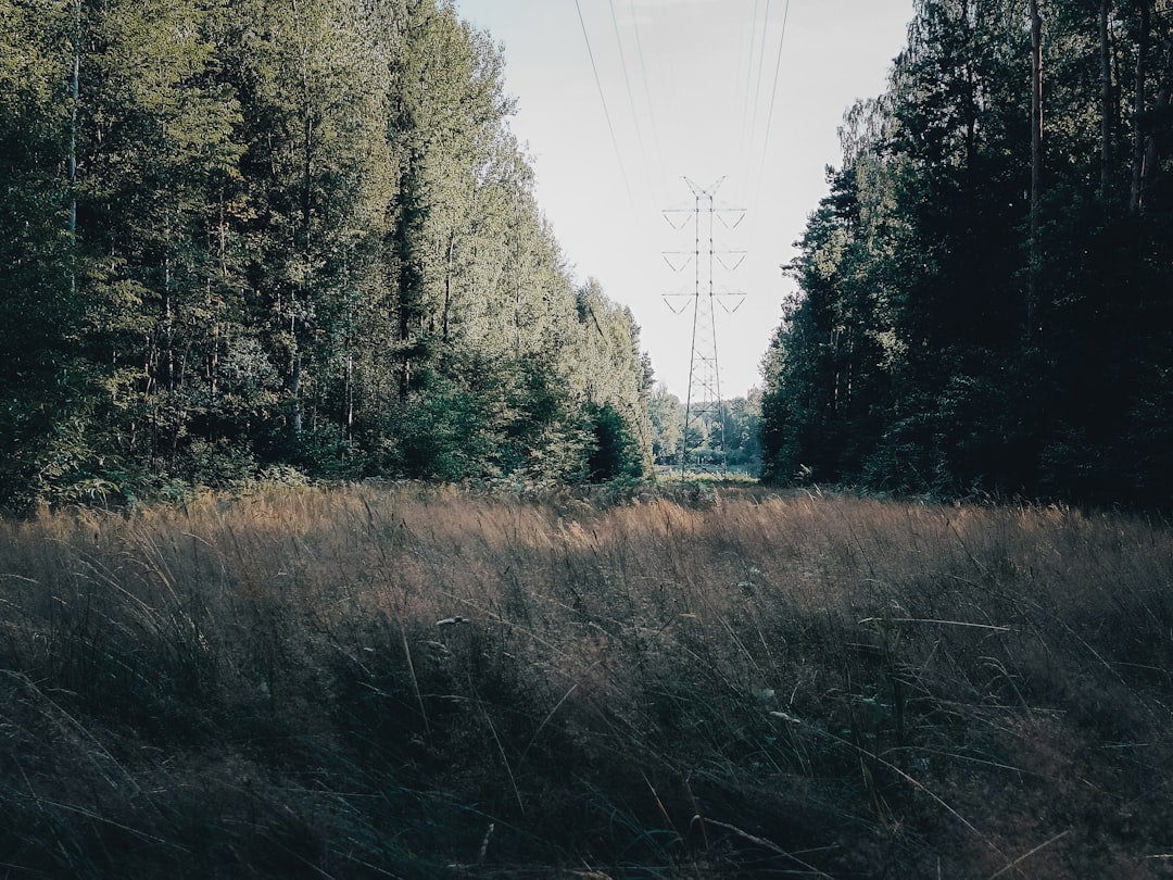 Forest