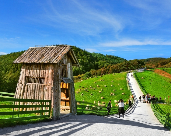 겨울 감성 여행지: 평창 대관령 양떼목장