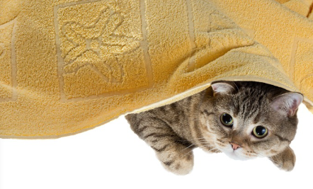 목욕 수건으로 들여다보는 고양이.