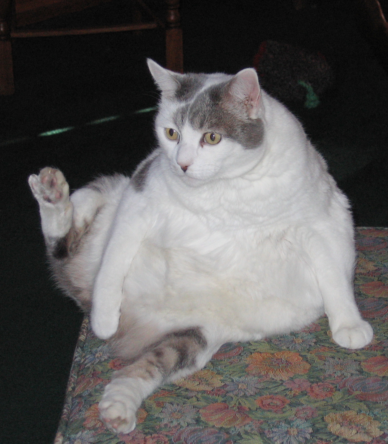 비만 고양이 사진