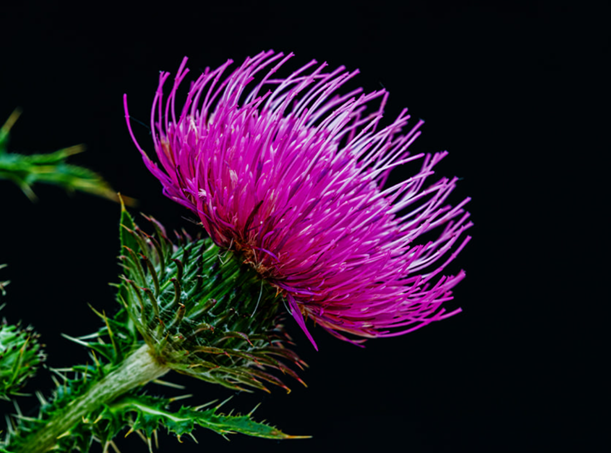 파란통 다이어트 (택연 다이어트)