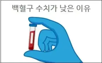 백혈구 수치가 낮은 이유