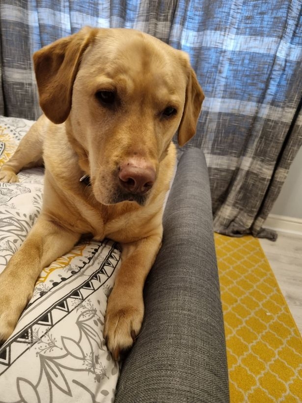 반려견 리트리버 덕에 조기에 암을 발견한 영국 여성