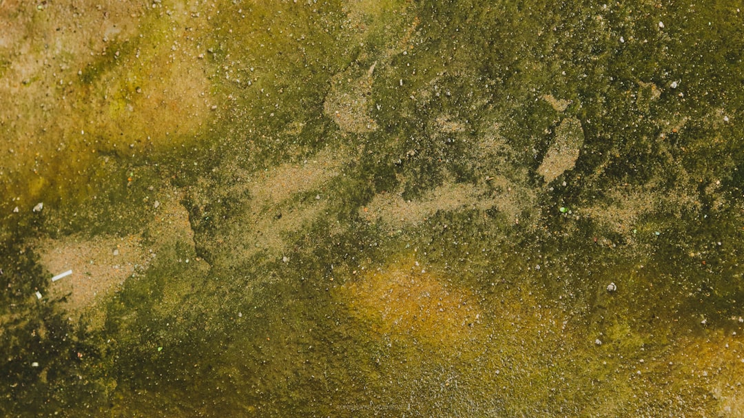 Mold