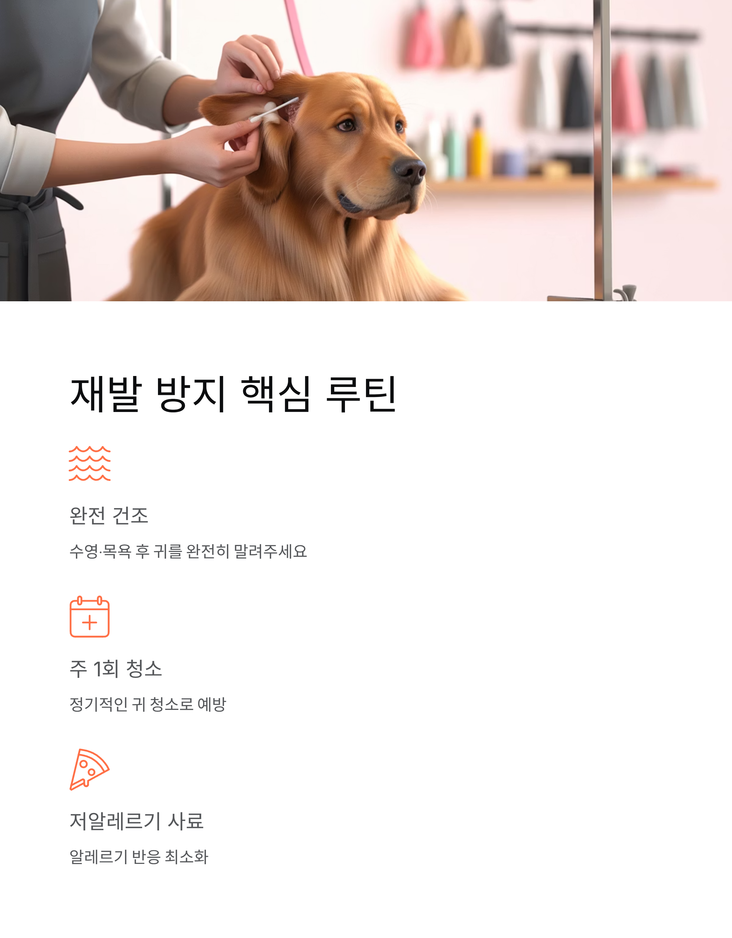 강아지 외이염 100% 해결! 집에서 3일 만에 좋아지는 비법