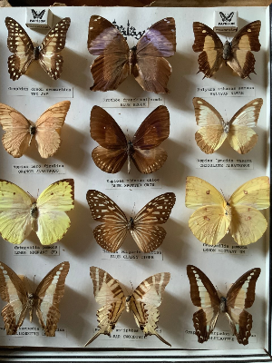 세부 여행 추천 후말론 나비 보호구역 앤 아트 갤러리