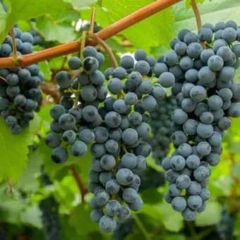 머루포도 효능키우기제철머루포도주 담그기먹는 방법보관 방법 안내_12