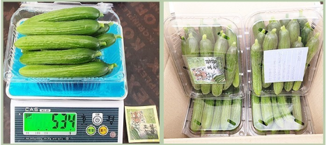 호평농장 미니오이