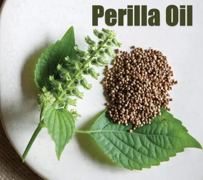 들기름을 짜는 들깨의 모습