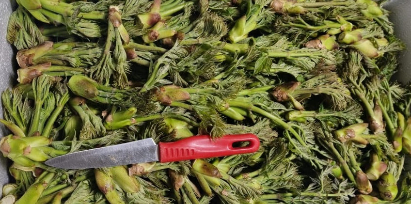 플라스틱 박스에 담겨 있는 두릅