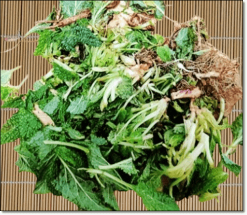 곰보배추