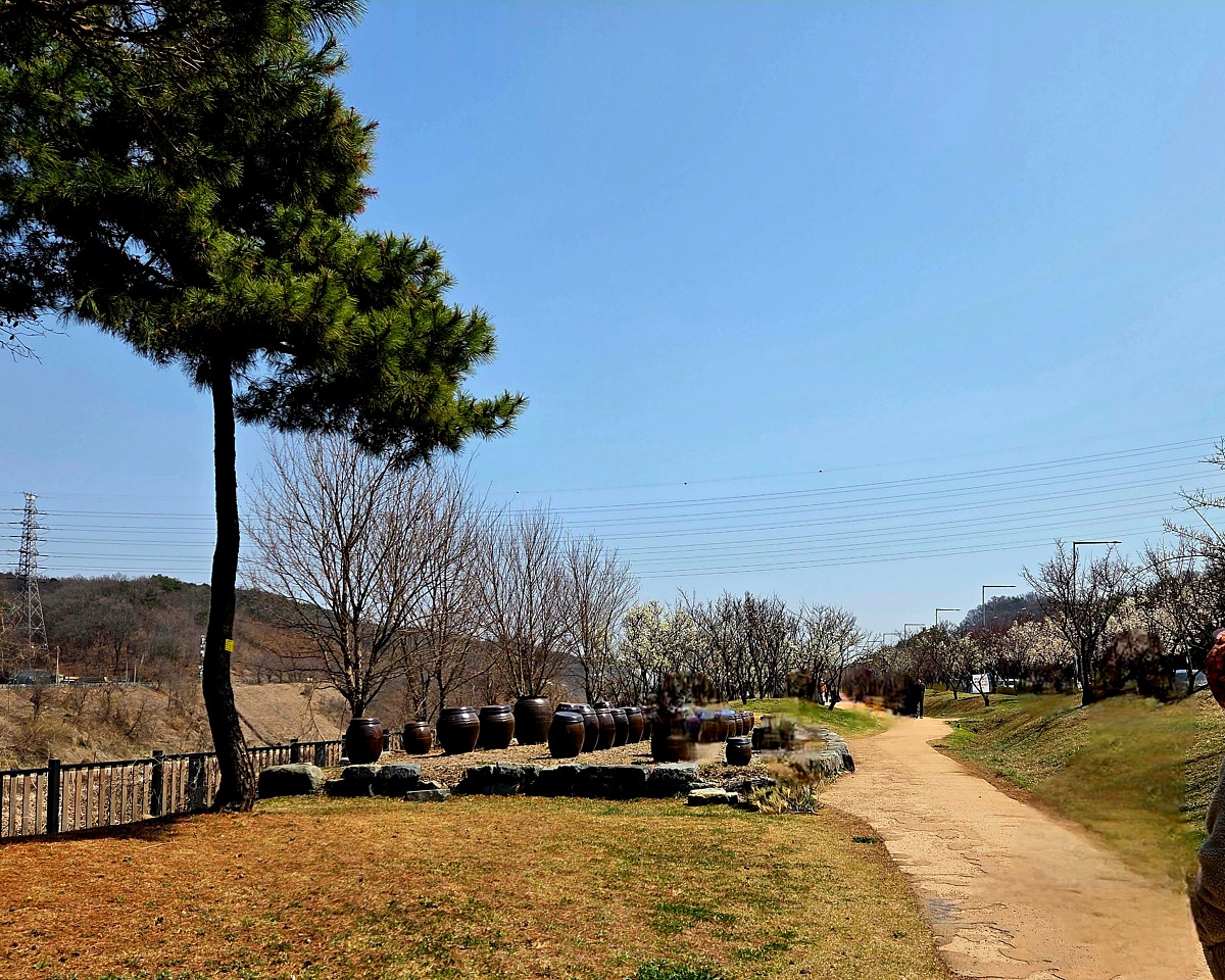 2025년 경인 아라뱃길 매화동산, 인천 매화마을: 주차, 먹거리