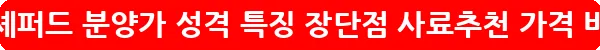 피레니언 셰퍼드 분양가 성격 특징 장단점 사료추천 가격_12