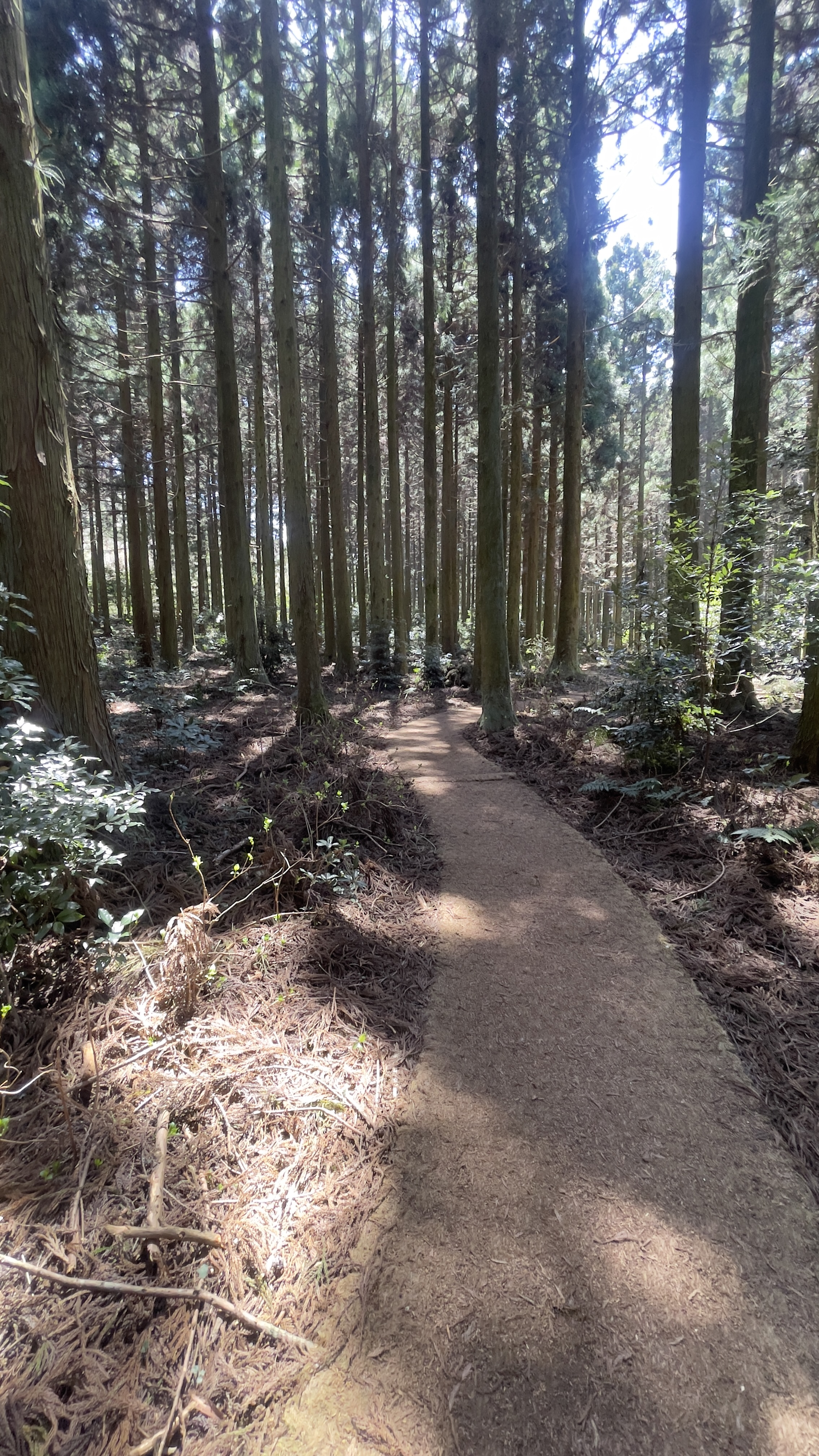 붉은오름 산책길