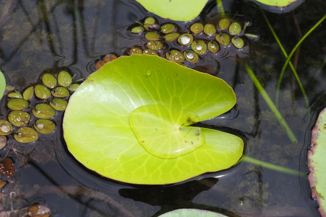 Wetland