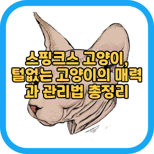 스핑크스 고양이, 털없는 고양이의 매력과 관리법 총정리