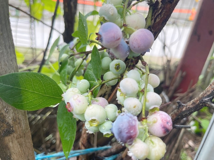 덜익은-블루베리