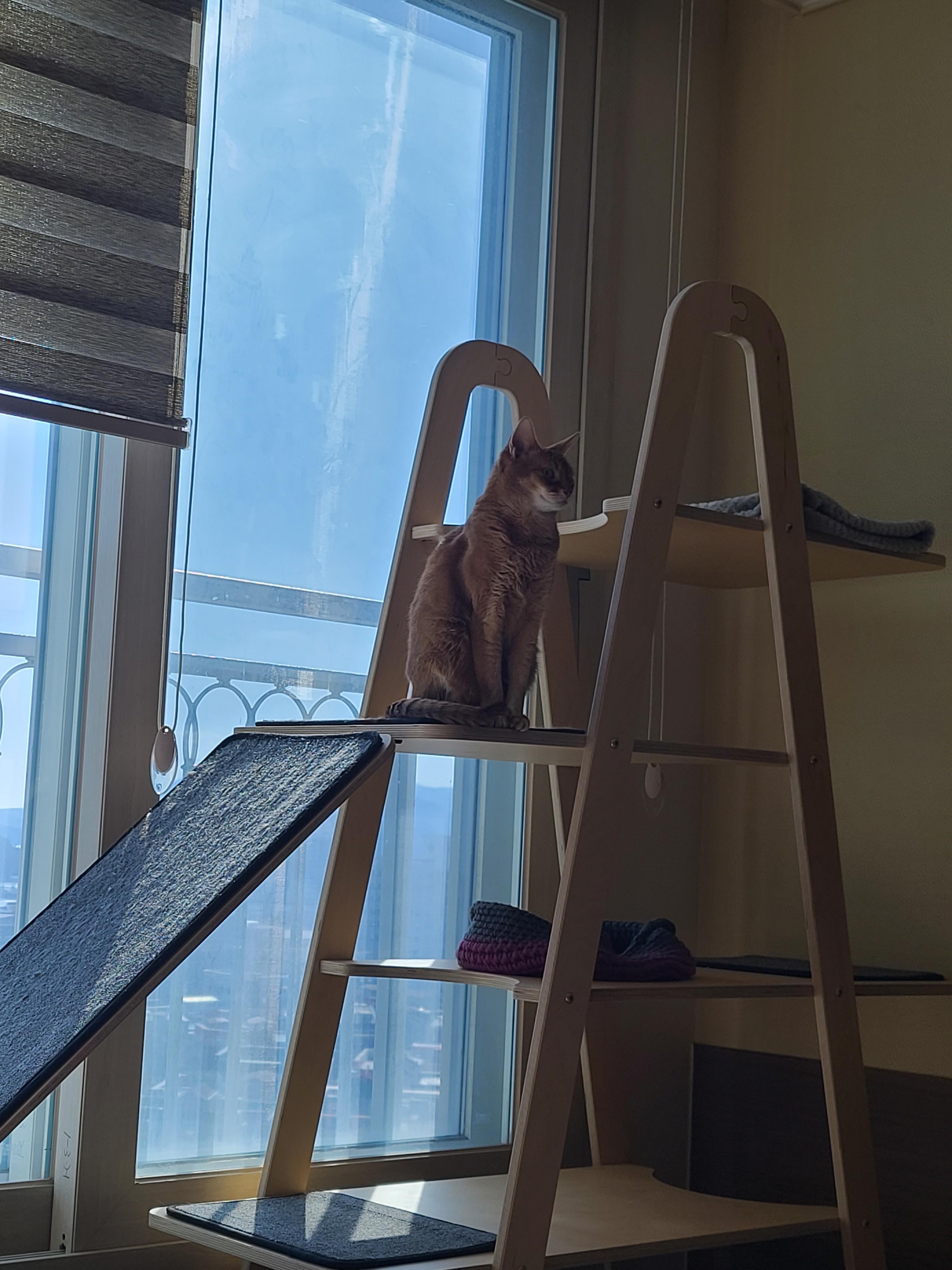 으르렁거리며 집지키는 고양이 루나 (feat.따라쟁이 건)