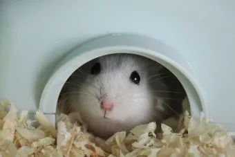 햄스터 한밤중에 집을 탈출하려는 이유 관리_10