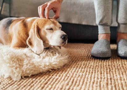 누워있는 강아지