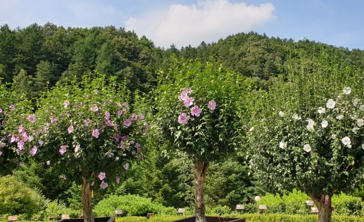 미동산수목원 무궁화