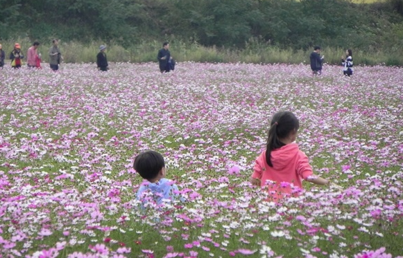 2024 강진만 춤추는 갈대축제 갤러리