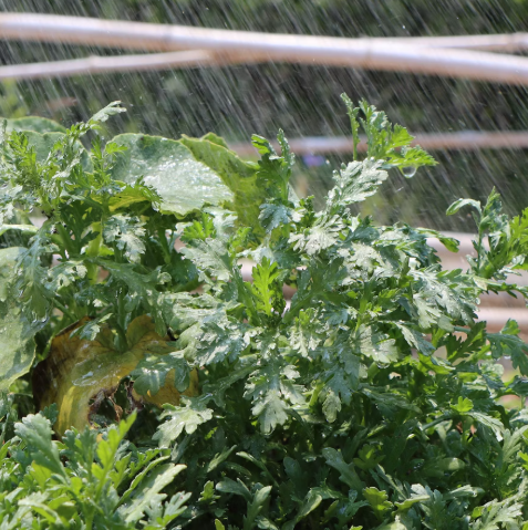 쑥 효능 부작용 칼로리 요리