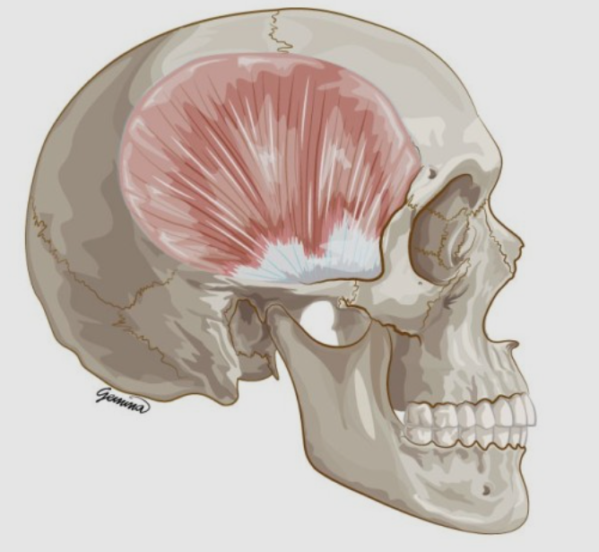 축두근 보톡스 후기