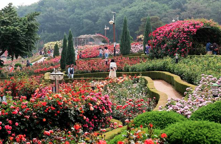 2025 부천 백만송이 장미축제