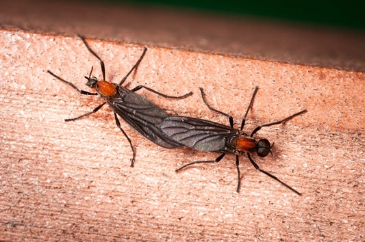 서울-전역-러브버그-대량-출몰-알아두면-좋은-러브버그-대처법과-생태