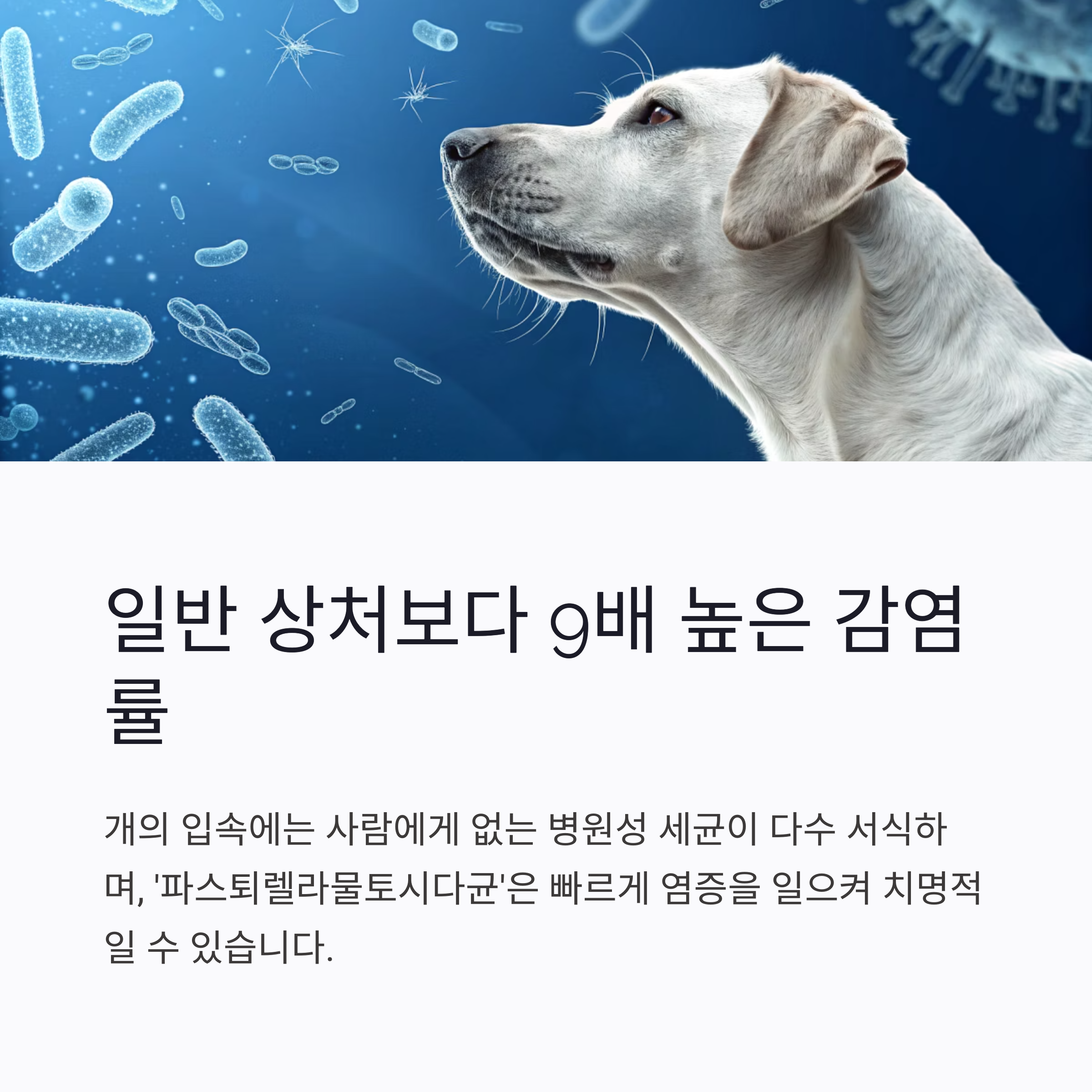 일반 상처보다 9배 높은 감염률