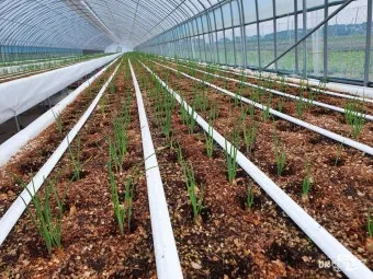 쪽파 재배 분구 관리 유기 자재 활용 친환경 방제_5