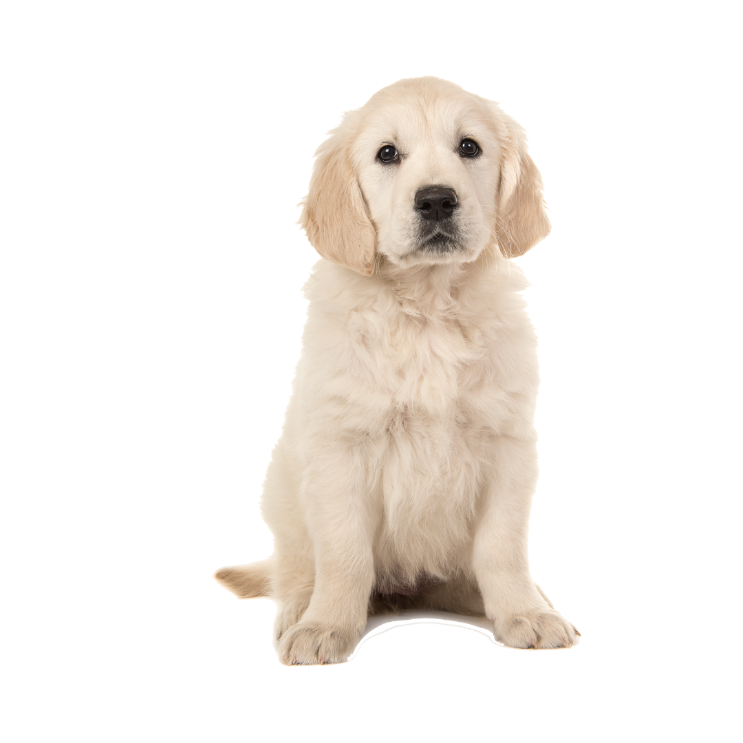 강아지 나이 계산법과 이에 따른 건강 관리법 알아보기