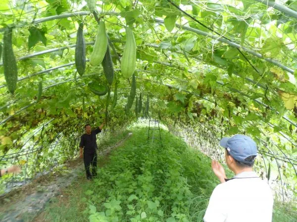수세미 재배 덩굴 유인 통풍 관리 수확 건조_3