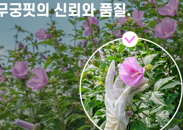 무궁화-다이어트-무궁핏