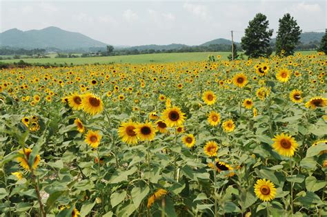 2025 고창 청보리밭 축제