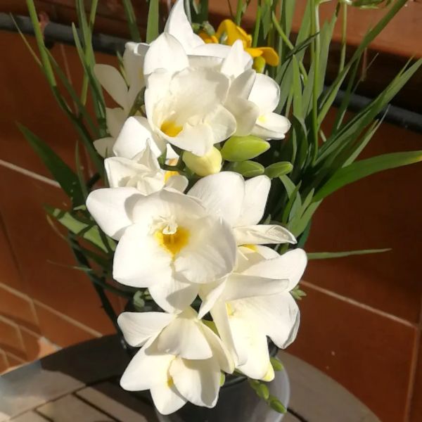 Freesia