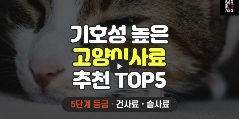 고양이-사료-소개-동영상