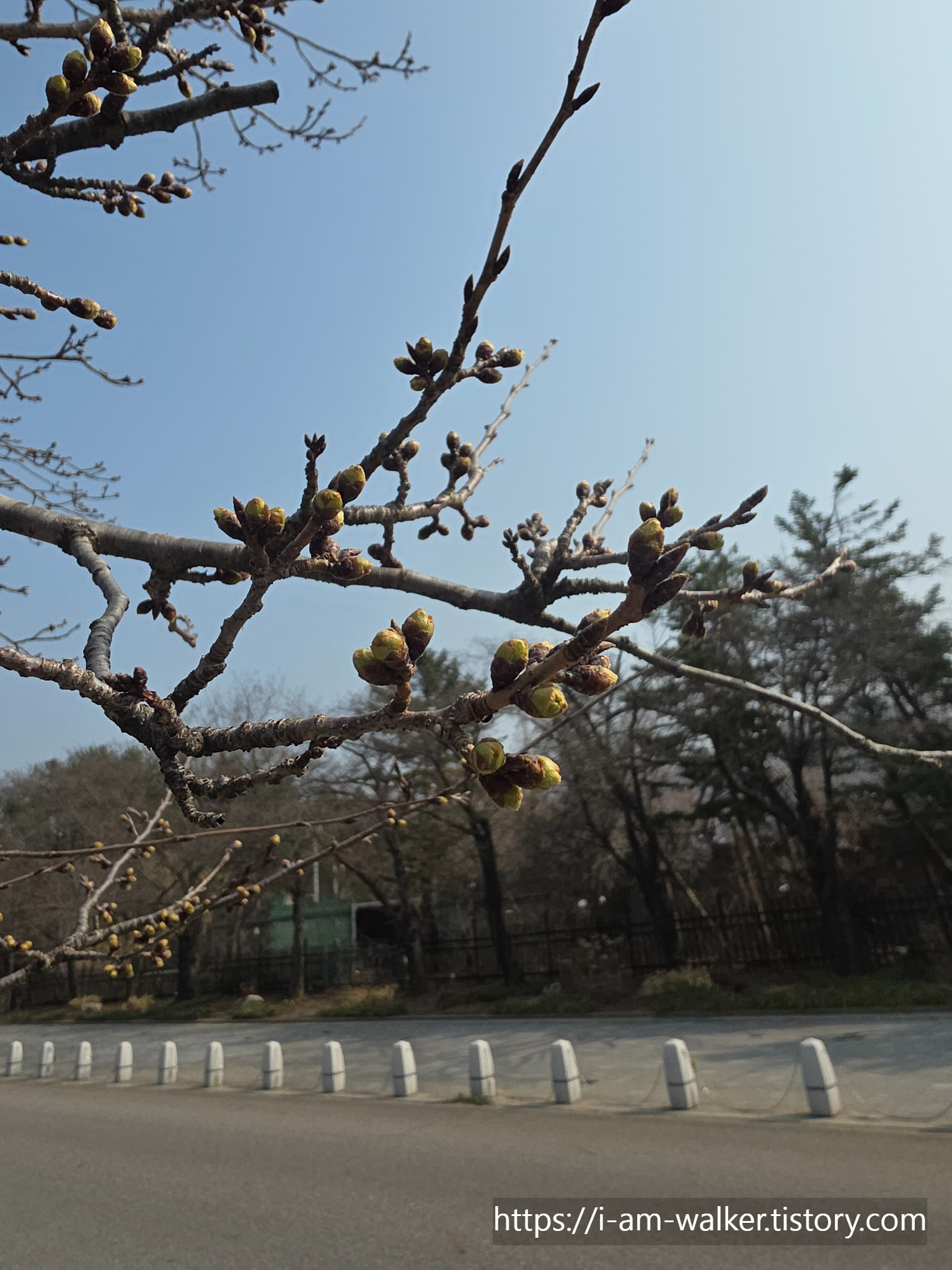 서울대공원 벚꽃 개화상태