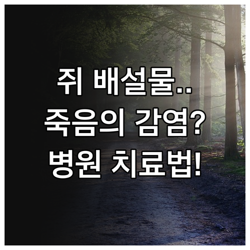쥐 배설물 감염 한타바이러스 주요 증..
