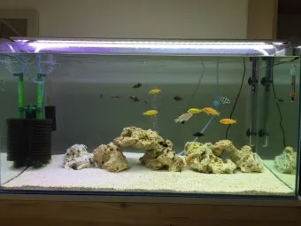 바나나물 효능 원리 부작용_25