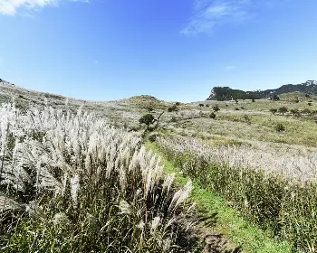 황매산 억새축제_6