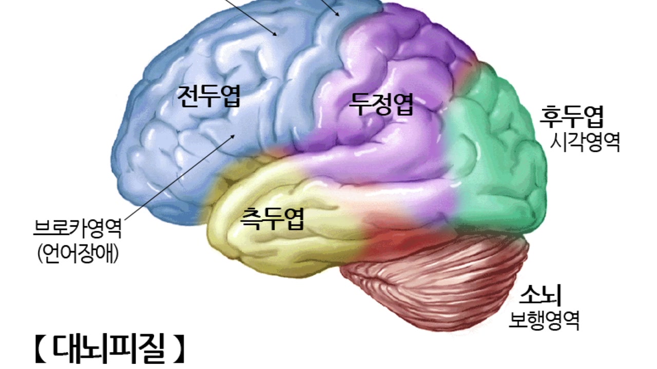 뇌는 분업화된 영역으로 분활되어 역할을 수행한다.
출처:lobepick